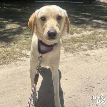 Carolina Dog and Labrador Retriever Dogs Available for Adoption in Washington, District Of Columbia - Avalanche | PetCurious