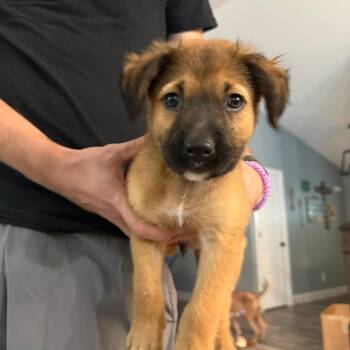 Terk -  Australian Shepherd Dog for Adoption in Dayton, Ohio - Terk | PetCurious