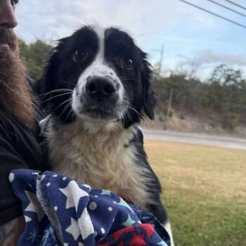 Rescue Mixed Breed Dogs for Adoption in Fredericksburg, Virginia - Aprilia | PetCurious