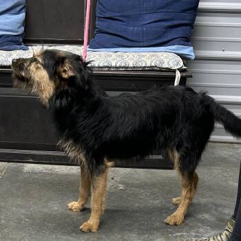 Wirehaired Terrier Dogs Available for Adoption - Pauly | PetCurious