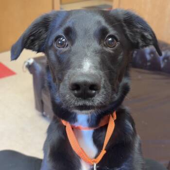 Labrador Retriever and Pekingese Dogs Available for Adoption in Valparaiso, Indiana - Enzo | PetCurious