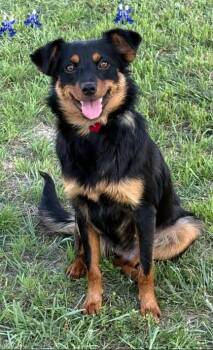 Spaniel and Chihuahua Dogs Available for Adoption in Cranston, Rhode Island - Finn In TX | PetCurious