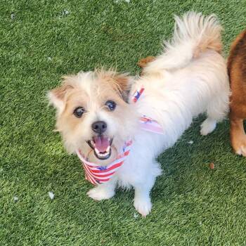 Paco -  Norfolk Terrier and Maltese Dog for Adoption in Cleveland, Tennessee - Paco | PetCurious