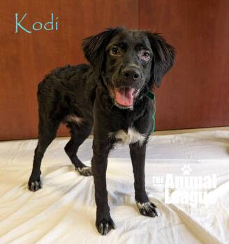 Kodi -  Labrador Retriever and Spaniel Dog for Adoption in Groveland, Florida - Kodi | PetCurious