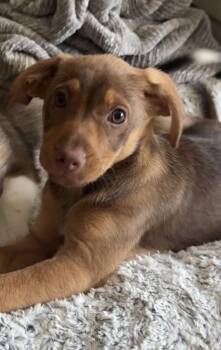 Ford -  Chihuahua Dog for Adoption in Denver, Colorado - Ford | PetCurious