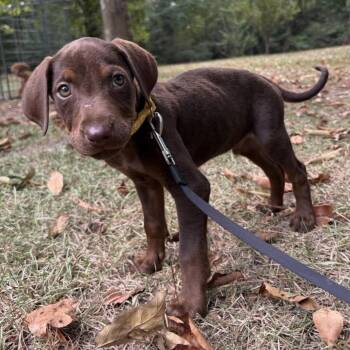 Cole -  Labrador Retriever and Mixed Breed Dog for Adoption in Cedarburg, Wisconsin - Cole | PetCurious