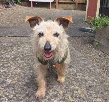 Buster -  Terrier Dog for Adoption in Eugene, Oregon - Buster | PetCurious