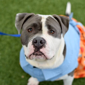 Rescue Mixed Breed Dogs for Adoption in New York, New York - Calliope | PetCurious