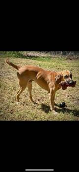 Rescue Bloodhound Dogs for Adoption in Salem, Missouri - Buck | PetCurious