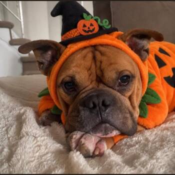 Mack -  English Bulldog Dog for Adoption in Philadelphia, Pennsylvania - Mack | PetCurious