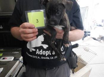 Pit Bull Terrier and Mixed Breed Dogs Available for Adoption in Oroville, California - MR WICKHAM | PetCurious
