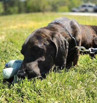 Hound and Mixed Breed Dogs Available for Adoption in Franklin, North Carolina - Beans | PetCurious