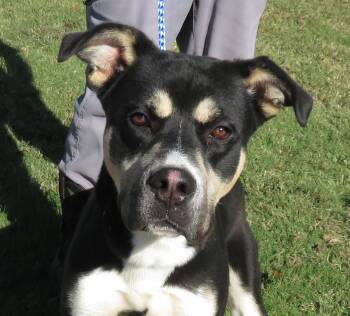 Rescue Shepherd Dogs for Adoption in Hernando, Mississippi - Dexter | PetCurious