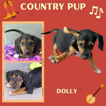 Dolly (Puppy) -  Hound Dog for Adoption in Lindsay, California - Dolly (Puppy) | PetCurious