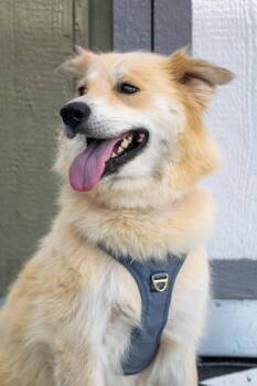 Alice - Foster to Adopt -  Golden Retriever and Great Pyrenees Dog for Adoption in Savage, Minnesota - Alice - Foster To Adopt | PetCurious