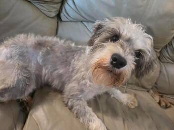 Murphy -  Miniature Schnauzer Dog for Adoption in Manvel, Texas - Murphy | PetCurious