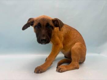 Jayco -  German Shepherd Dog and Mixed Breed Dog for Adoption in Minneapolis, Minnesota - Jayco | PetCurious