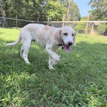Cheeseburger -  Great Pyrenees and Hound Dog for Adoption in Durham, North Carolina - Cheeseburger | PetCurious