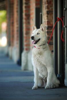 Rescue Husky Dogs for Adoption in Oakland, California - Ranger | PetCurious