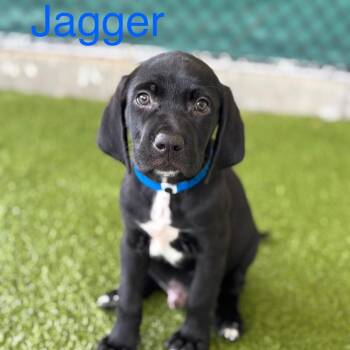 JAGGER -  Labrador Retriever Dog for Adoption in West Palm Beach, Florida - JAGGER | PetCurious