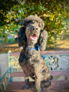 Rescue Saint Bernard and Standard Poodle Dogs for Adoption in Pacolet, South Carolina - Rosie Ann Nov 25 | PetCurious