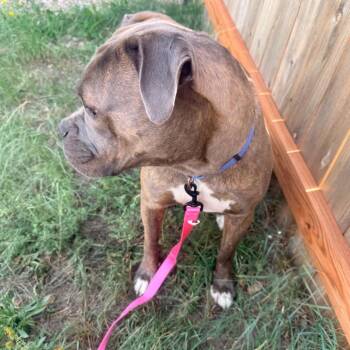 Hailey -  Cane Corso and English Bulldog Dog for Adoption in Cheyenne, Wyoming - Hailey | PetCurious