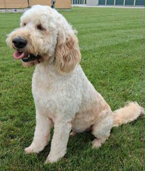 Tator -  Golden Retriever and Poodle Dog for Adoption in Fremont, Ohio - Tator | PetCurious