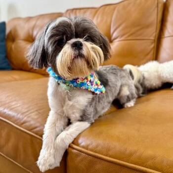 Shih Tzu Dogs Available for Adoption - Max Hoverfluff The Fluffiest Little Gentleman | PetCurious