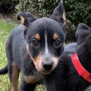 Terrier and Mixed Breed Dogs Available for Adoption in Brownsboro, Alabama - Mandarin | PetCurious