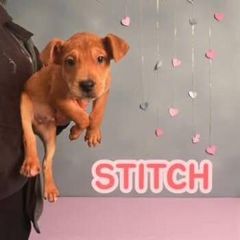 Hound Dogs Available for Adoption - Stitch | PetCurious