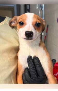 Rat Terrier Dogs Available for Adoption in Newport, Kentucky - Dennis | PetCurious