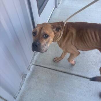 Dodge -  Terrier and Mixed Breed Dog for Adoption in Mooresville, North Carolina - Dodge | PetCurious
