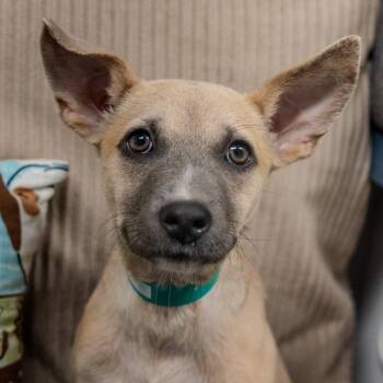 Rescue Shepherd Dogs for Adoption in Pawling, New York - Super | PetCurious