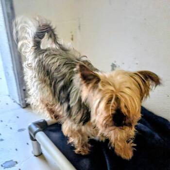 Silky Terrier Dogs Available for Adoption in Fort Myers, Florida - Mary | PetCurious
