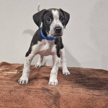 Snoop -  Pointer and Mixed Breed Dog for Adoption in Tampa, Florida - Snoop | PetCurious