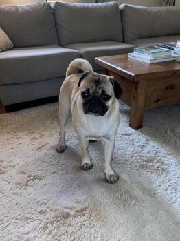 Pug Dogs Available for Adoption in Orange, California - Leilani | PetCurious