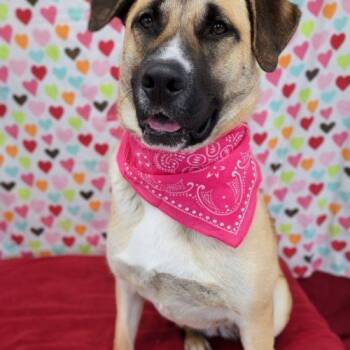 Zyla -  Cattle Dog and Labrador Retriever Dog for Adoption in Leesburg, Alabama - Zyla | PetCurious