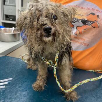 WAGS-Stray-23153_2 -  Yorkshire Terrier Dog for Adoption in Westminster, California - WAGS-Stray-23153_2 | PetCurious