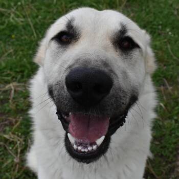Great Pyrenees Dogs Available for Adoption in Auburn, Nebraska - Bastian | PetCurious