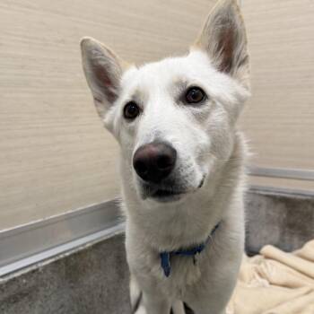 Shepherd Dogs Available for Adoption - Luna | PetCurious