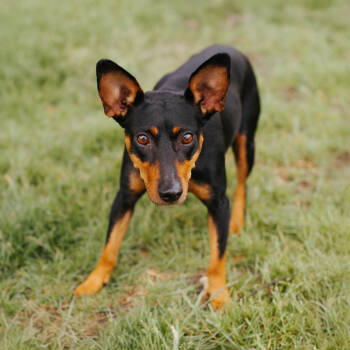 Rescue Rat Terrier and Italian Greyhound Dogs for Adoption in Northbrook, Illinois - Mayci | PetCurious
