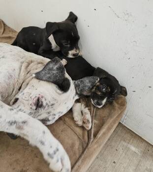 Joey (Puppy) -  Dalmatian Dog for Adoption in Santa Ana, California - Joey (Puppy) | PetCurious