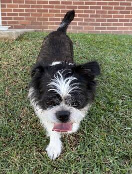 Rescue Boston Terrier and Jack Russell Terrier Dogs for Adoption in Troy, Alabama - Alfie | PetCurious