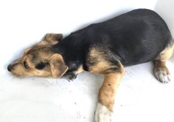 Labrador Retriever and Mixed Breed Dogs Available for Adoption - A650785 | PetCurious