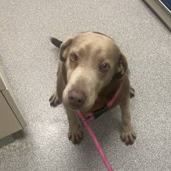 Rescue Weimaraner and Labrador Retriever Dogs for Adoption in Batavia, Ohio - Stuffin' Muffin | PetCurious