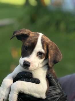 Pickles -  Beagle and German Shorthaired Pointer Dog for Adoption in Effingham, Illinois - Pickles | PetCurious