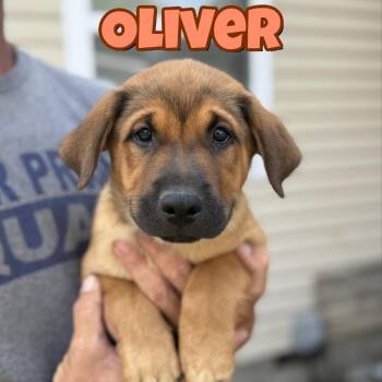 Oliver -  Shepherd and Mixed Breed Dog for Adoption in Overland Park, Kansas - Oliver | PetCurious