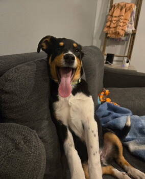 Rescue German Shepherd Dog and Hound Dogs for Adoption in Fort Wayne, Indiana - Ranger | PetCurious