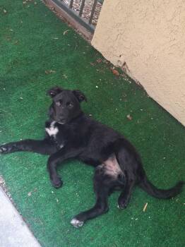 Anza-Duck (Heizai) -  Labrador Retriever and Australian Shepherd Dog for Adoption in Bonita, California - Anza-Duck (Heizai) | PetCurious