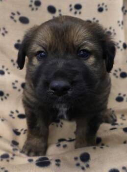 Rodger -  German Shepherd Dog Dog for Adoption in Thief River Falls, Minnesota - Rodger | PetCurious